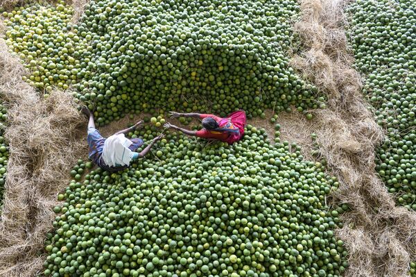 Công nhân Ấn Độ thu trái cây ở khu chợ gần thành phố Hyderabad - Sputnik Việt Nam