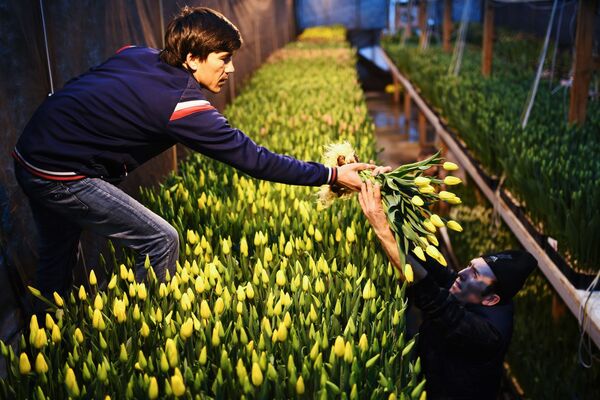 Công nhân thu hoạch hoa tulip trước ngày lễ 8 tháng 3 trong nhà kính ALEXIA, thành phố Novosibirsk, Nga - Sputnik Việt Nam