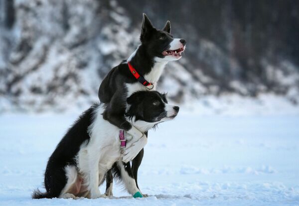Những con chó Border Collie trong quá trình huấn luyện trên sông Yenisei đóng băng, ngoại ô Krasnoyarsk, Nga - Sputnik Việt Nam