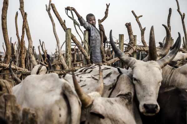 Người chăn cừu nhí ở chợ Nguror, Nigeria - Sputnik Việt Nam