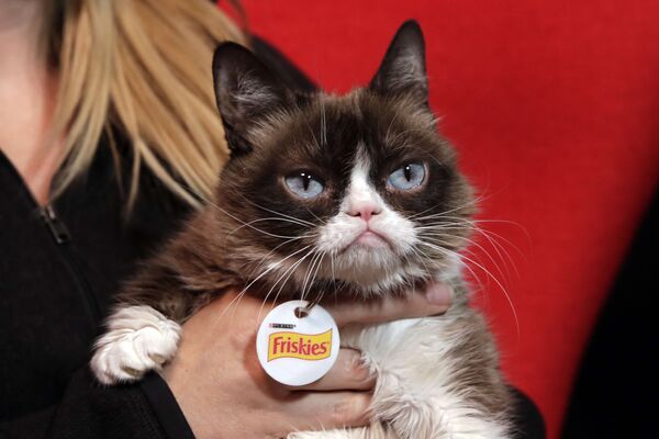 Grumpy Cat Grumpy Cat - Sputnik Việt Nam