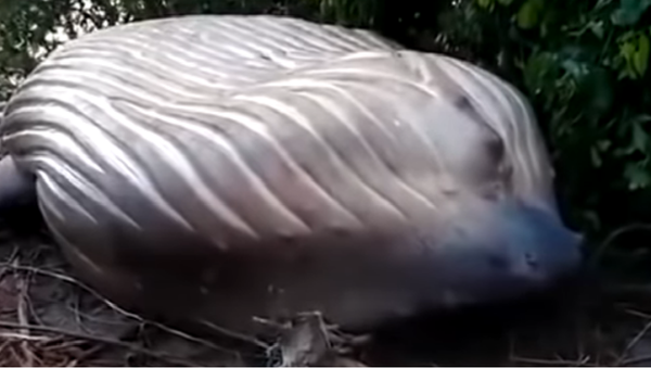 Cái chết bí ẩn của con cá voi giữa rừng Brazil khiến các nhà khoa học bối rối - Sputnik Việt Nam