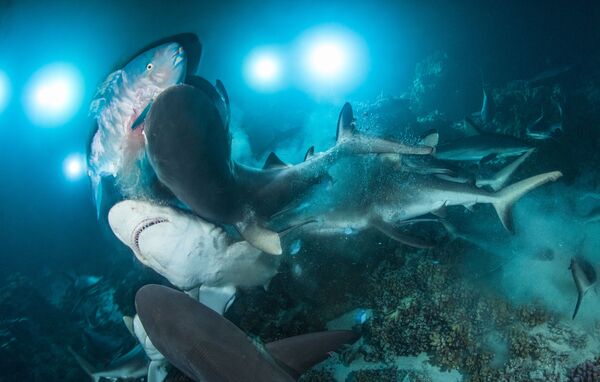 Người chiến thắng trong cuộc thi Underwater Photographer of the Year 2019 - nhiếp ảnh gia Anh Richard Barnden với bức ảnh “The Gauntlet”. - Sputnik Việt Nam
