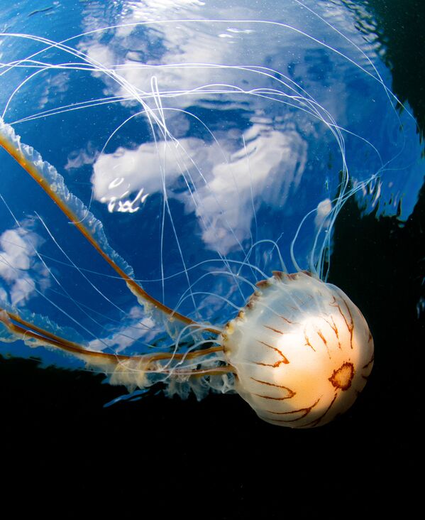 Bức ảnh Marine Compass (La bàn biển) của nhiếp ảnh gia Anh Malcolm Nimmo, người đoạt giải thưởng Highly Commended trong hạng mục British Waters Wide Angle (Thế giới nước ngầm Anh - Góc rộng) trong cuộc thi Underwater Photographer of the Year 2019 - Sputnik Việt Nam