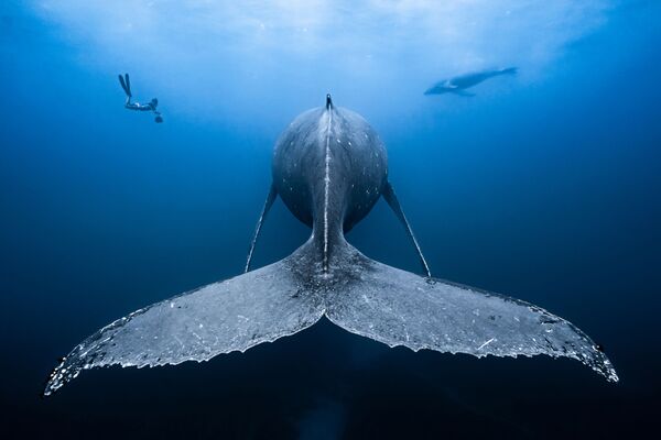 Bức ảnh Gentle Giants của François Baelen, nhiếp ảnh gia từ Reunion, người chiến thắng trong hạng mục Góc rộng của cuộc thi Underwater Photographer of the Year 2019 - Sputnik Việt Nam