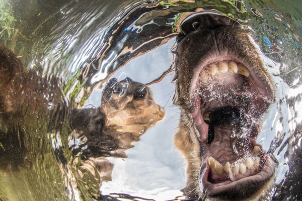 Ảnh Curios bear's cubs (Gấu tò mò) của nhiếp ảnh gia Nga Mike Korostelev, được trao giải thưởng Commended (Khuyến nghị) trong hạng mục Góc rộng  của cuộc thi Underwater Photographer of the Year 2019 - Sputnik Việt Nam