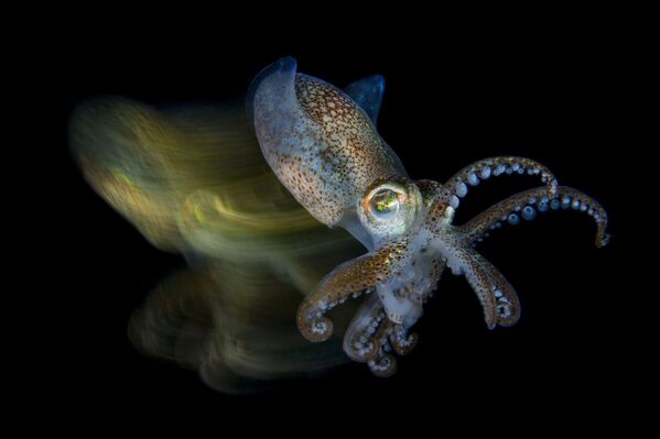 Ảnh Fast cuttlefish của nhiếp ảnh gia Ý Fabio Iardino, đạt giải trong hạng mục Macro của cuộc thi Underwater Photographer of the Year 2019 - Sputnik Việt Nam