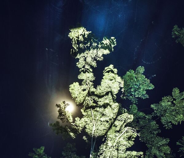 Chân dung ánh sáng trên cây ở Amazonia - Sputnik Việt Nam