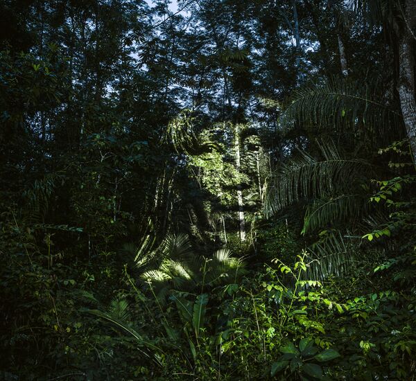 Hình ảnh chân dung bằng ánh sáng trên cây Amazonia - Sputnik Việt Nam