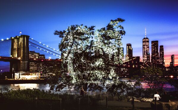 Chân dung ánh sáng trên cây ở New York - Sputnik Việt Nam