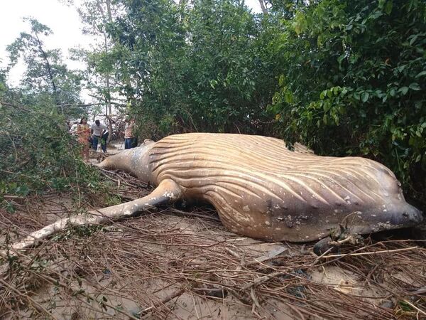Cá voi lưng gù bị chết được tìm thấy trong rừng rậm Amazon - Sputnik Việt Nam