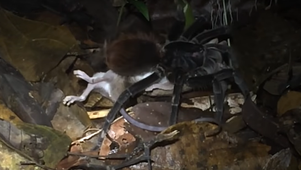 Nhện khổng lồ tóm sống chồn Opossum - Sputnik Việt Nam