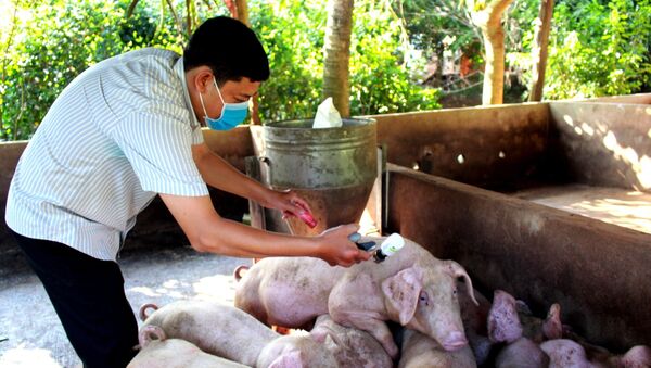 Tiêm vắc xin phòng bệnh cho lợn tại xã Xà Bang, huyện Châu Đức. - Sputnik Việt Nam