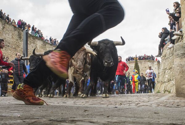 Mọi người chạy đua với những con bò tót qua các đường phố trong Carnaval del Toro ở Ciudad Rodrigo, Tây Ban Nha - Sputnik Việt Nam