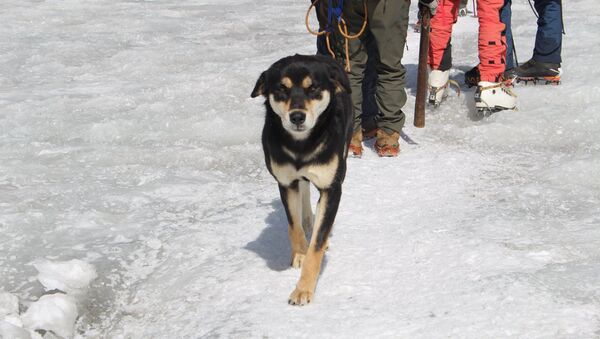 Chú chó chinh phục dãy Himalaya cùng đoàn leo núi và tìm thấy một gia đình - Sputnik Việt Nam