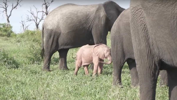 Xuất hiện video về một chú voi con màu hồng khác thường ở  Nam Phi - Sputnik Việt Nam