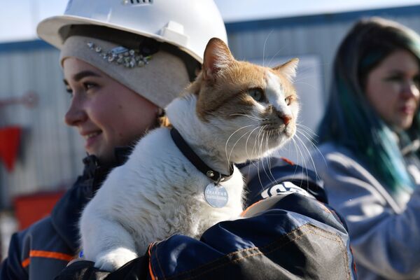 Кот по кличке Мостик на руках строителя Крымского моста - Sputnik Việt Nam