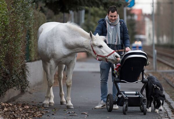 Лошадь по кличке Дженни с интересом осматривает ребенка в коляске, Франкфурт-на-Майне, Германия - Sputnik Việt Nam