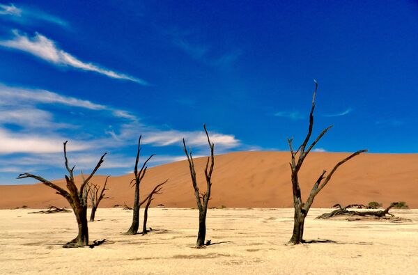 Cây khô ở sa mạc Namibia - Sputnik Việt Nam