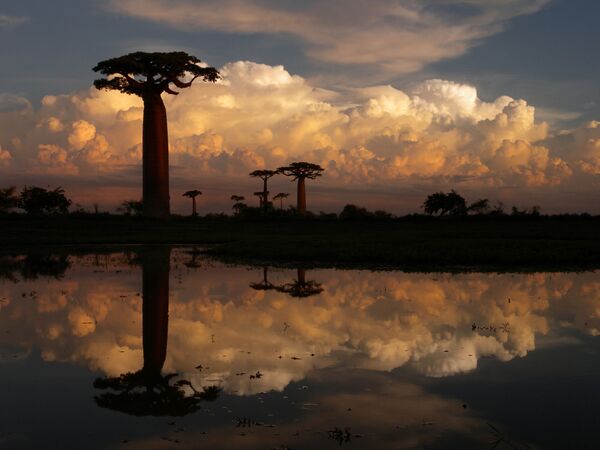 Những câu baobab ở Madagascar - Sputnik Việt Nam