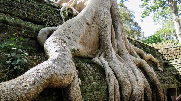 Rễ cây tại quần thể đền Ta Prohm ở Campuchia - Sputnik Việt Nam