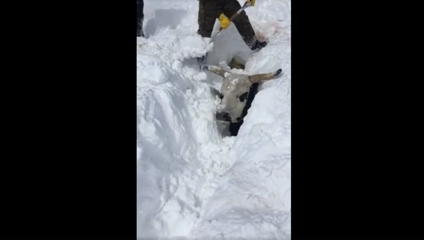 Video: Nông dân Mỹ cứu những con bò đang bị vùi sống dưới lớp tuyết - Sputnik Việt Nam