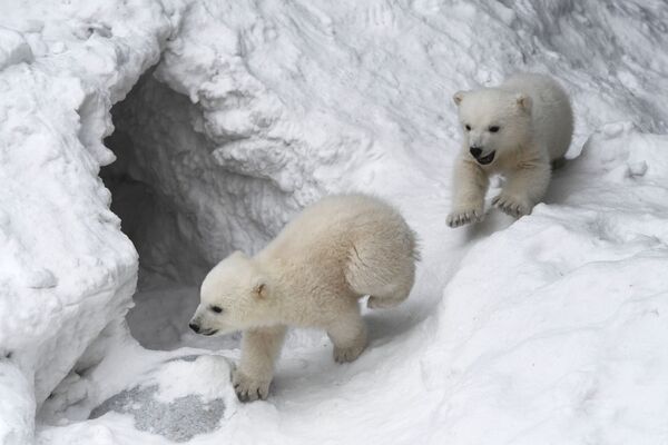 Những con gấu trắng trong vườn thú Novosibirsk, Nga - Sputnik Việt Nam