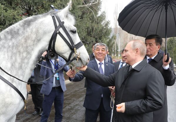 Tổng thống Nga Vladimir Putin với con ngựa Orlov do Tổng thống Kyrgyzstan Sooronbai Zheenbekov tặng ở Bishkek - Sputnik Việt Nam