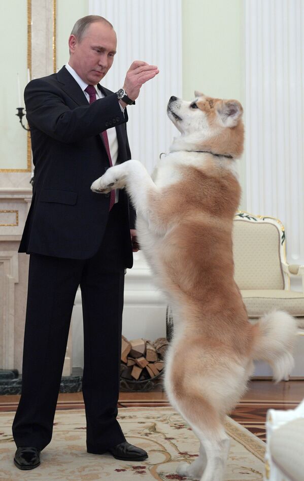 Tổng thống Nga Vladimir Putin với chú chó Yume trước cuộc phỏng vấn trong Điện Kremlin. - Sputnik Việt Nam