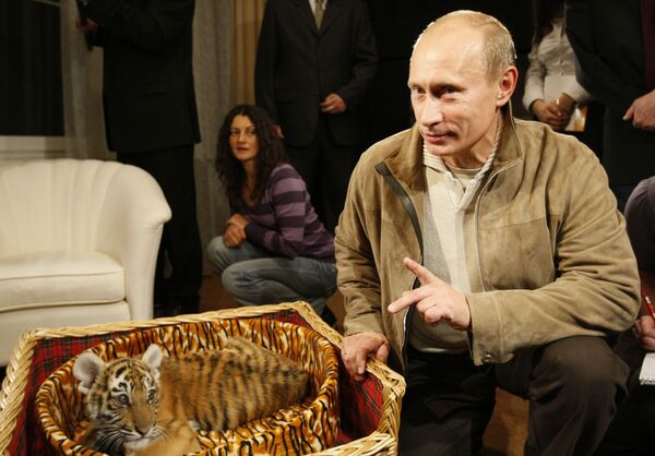 Trong một lần sinh nhật, ông Putin được tặng một con hổ Amur hai tháng tuổi. Về sau, con hổ cái tên là Masha đã được chuyển từ dinh thự ở Novo-Ogarevo đến Công viên Safari Gelendzhik - Sputnik Việt Nam