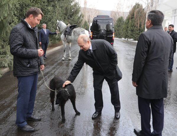Tổng thống Nga Vladimir Putin với con chó nòi Taigan tên là Sher Khan, do Tổng thống Kyrgyzstan Sooronbai Zheenbekov tặng, Bishkek - Sputnik Việt Nam
