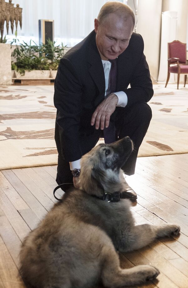 Tổng thống Nga Vladimir Putin và chú chó chăn cừu nòi Sharplanin, tên là Pasha, do Tổng thống Serbia Alexander Vucic tặng  - Sputnik Việt Nam