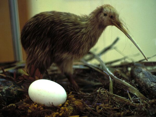 Chim Kiwi và trứng (nhồi lông) - Sputnik Việt Nam