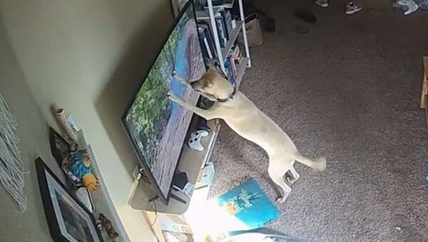 Bản năng săn mồi tự nhiên trỗi dậy khiến con chó làm hỏng chiếc TV  - Sputnik Việt Nam