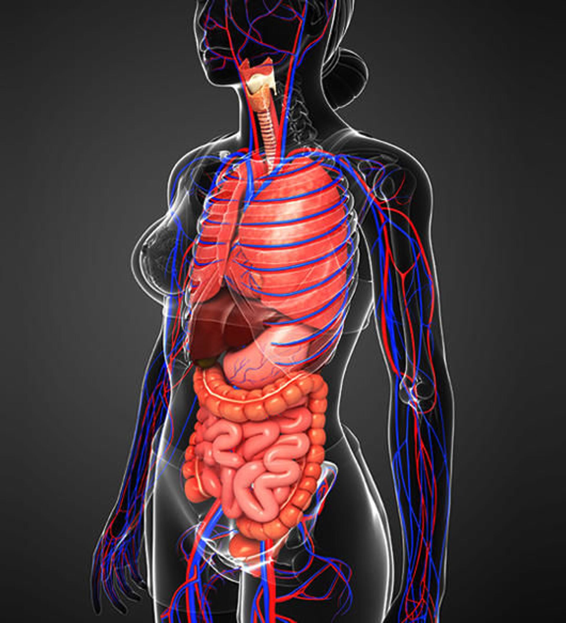 Внутренние органы фото. Анатомия человека внутренние органы. Органы внутри человека. Анатомия органов женщины.