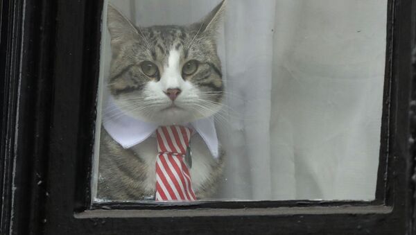 Сon mèo của Assange  - Sputnik Việt Nam