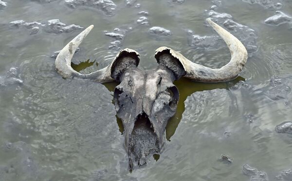 Hộp sọ linh dương trên bãi cạn của hồ Natron, Tanzania - Sputnik Việt Nam