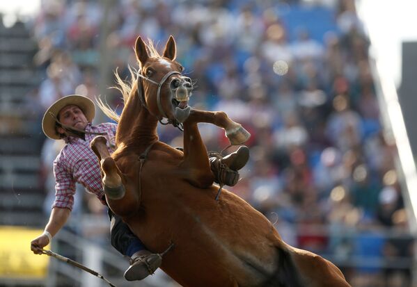 Gaucho cưỡi ngựa hoang trong lễ kỷ niệm tuần lễ Creole ở Montevideo, Uruguay  - Sputnik Việt Nam