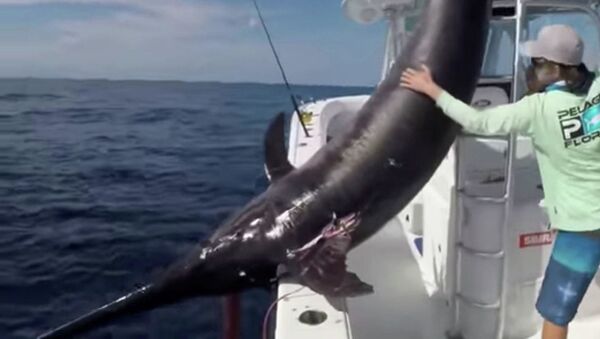 Ngư dân Mỹ săn được con cá kiếm khổng lồ bảy người mới kéo nổi lên thuyền - Sputnik Việt Nam