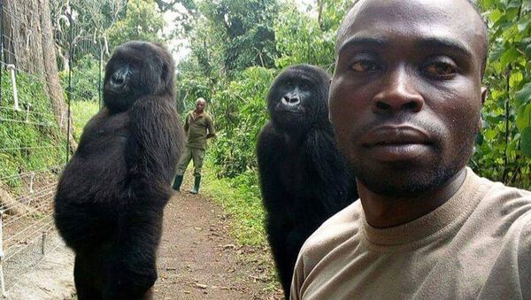 Khỉ đột Gorilla tạo dáng như người khi selfie - Sputnik Việt Nam