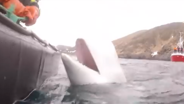 Na Uy: cá voi bị nghi ngờ có liên quan tới lực lượng đặc nhiệm của Nga - Sputnik Việt Nam