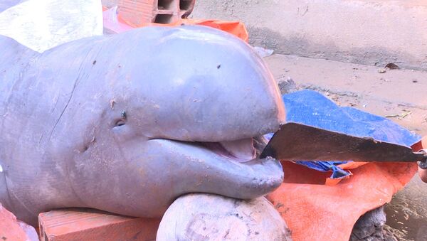 Cá nược tìm thấy ở Cổ Chiên là cá cái, đã già, răng rụng hết - Sputnik Việt Nam
