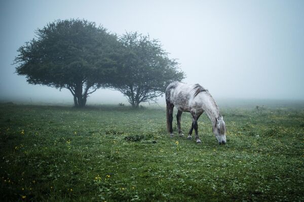 Ngựa gặm cỏ trên cánh đồng ở khu vực Maikopski, Cộng hòa Adygea - Sputnik Việt Nam