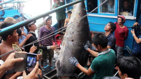 Cá ngừ vây vàng - Sputnik Việt Nam