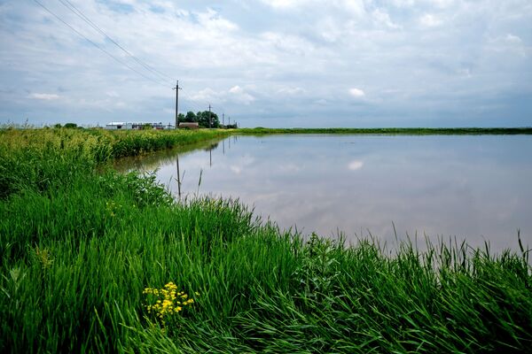 Lúa ở khu ngập nước tại vùng Krasnodar - Sputnik Việt Nam