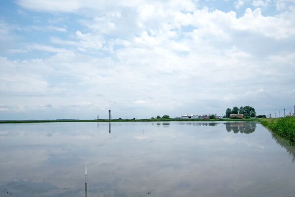 Lúa ở khu ngập nước tại vùng Krasnodar - Sputnik Việt Nam