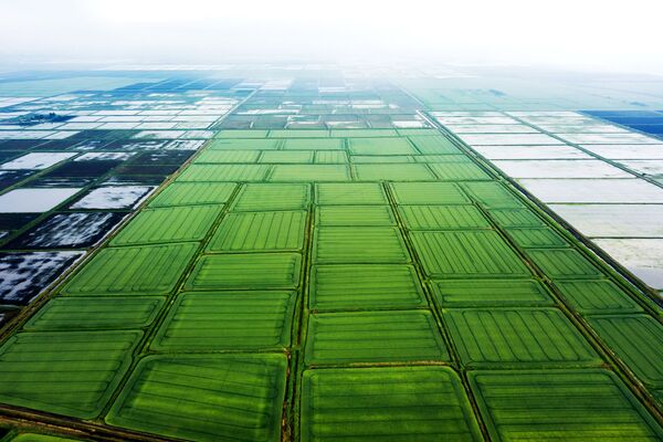 Cấy lúa ở đồng ruộng vùng Krasnodar - Sputnik Việt Nam