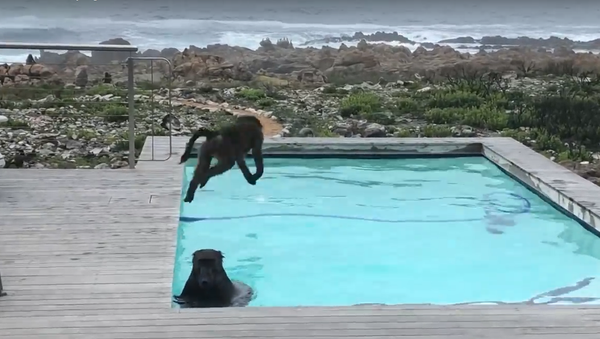 Khỉ đầu chó Nam Phi đột nhập vào hồ bơi trong biệt thự - Sputnik Việt Nam