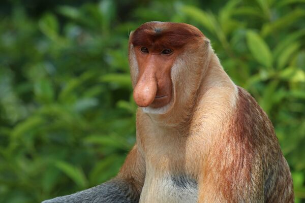 Khỉ mũi vòi chỉ phổ biến trên đảo Borneo - Sputnik Việt Nam