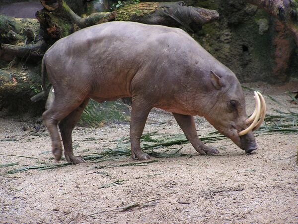 Lợn hươu Buru - một động vật thuộc họ lợn có răng nanh khác thường - Sputnik Việt Nam